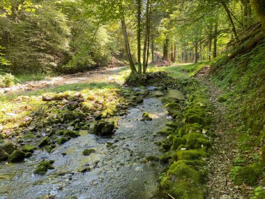 Küçük dağ nehri Gerovcica, Zamost - Hırvatistan 'ın Gorski kotar Bölgesi (Mala gorska rijeka Gerovcica ili goranska rjecica Gerovcica, Zamost - Gorski kotar, Hrvatska)