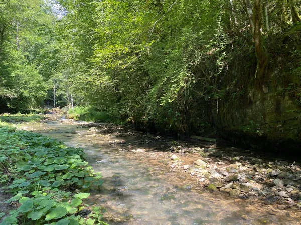 Küçük dağ nehri Gerovcica, Zamost - Hırvatistan 'ın Gorski kotar Bölgesi (Mala gorska rijeka Gerovcica ili goranska rjecica Gerovcica, Zamost - Gorski kotar, Hrvatska)