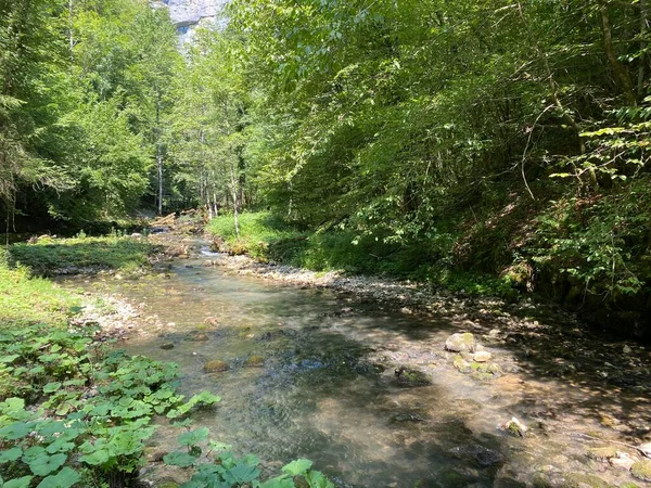 Petite Rivière Montagne Gerovcica Zamost Région Gorski Kotar Croatie Mala — Photo