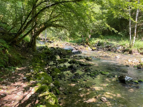 Küçük Dağ Nehri Gerovcica Zamost Hırvatistan Gorski Kotar Bölgesi Mala — Stok fotoğraf