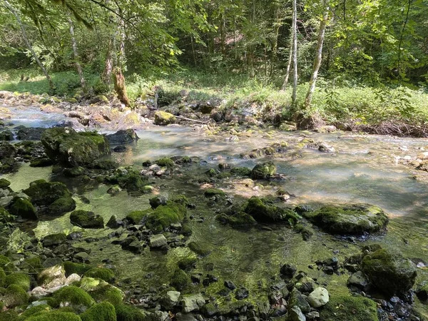 Küçük dağ nehri Gerovcica, Zamost - Hırvatistan 'ın Gorski kotar Bölgesi (Mala gorska rijeka Gerovcica ili goranska rjecica Gerovcica, Zamost - Gorski kotar, Hrvatska)