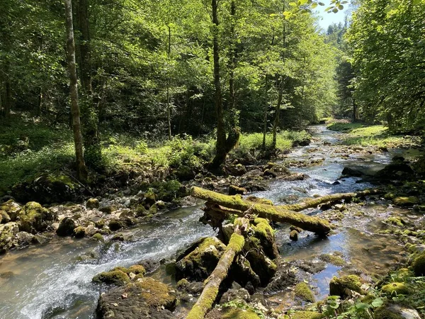 Küçük dağ nehri Gerovcica, Zamost - Hırvatistan 'ın Gorski kotar Bölgesi (Mala gorska rijeka Gerovcica ili goranska rjecica Gerovcica, Zamost - Gorski kotar, Hrvatska)