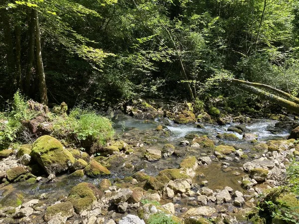 Small Mountain River Gerovcica Zamost Region Gorski Kotar Croatia Mala — стокове фото