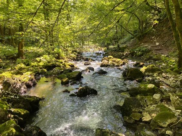 Küçük dağ nehri Gerovcica, Zamost - Hırvatistan 'ın Gorski kotar Bölgesi (Mala gorska rijeka Gerovcica ili goranska rjecica Gerovcica, Zamost - Gorski kotar, Hrvatska)