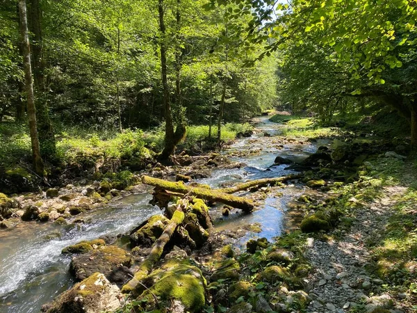 Small Mountain River Gerovcica Zamost Region Gorski Kotar Croatia Mala — стокове фото