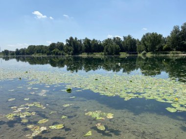 Yaz boyunca Jarun Gölü ve Hırvat Gençlik Adası 'nda kürek çeken Zagreb - Hırvatistan (Veslacka staza na jezeru Jarun i Otok hrvatske mladezi tijekom ljeta (RSC Jarun), Zagreb - Hrvatska)