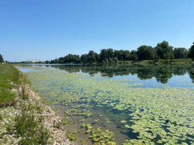 Yaz boyunca Jarun Gölü ve Hırvat Gençlik Adası 'nda kürek çeken Zagreb - Hırvatistan (Veslacka staza na jezeru Jarun i Otok hrvatske mladezi tijekom ljeta (RSC Jarun), Zagreb - Hrvatska)