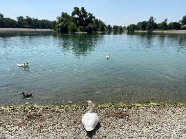 Sessiz kuğu (Cygnus olor, Gmelin), der Hoeckerschwan or Cygne tubercule on Jarun Lake, Zagreb - Hırvatistan (Crvenokljuni labud ili Grbavi labud na Jarunskom jezeru, Zagreb - Hrvatska)