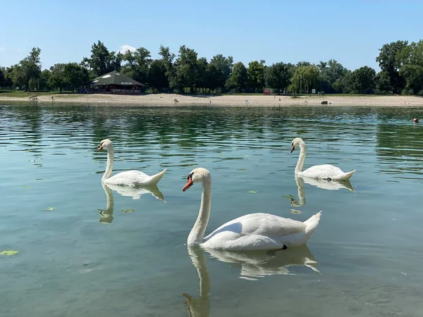 Cygne Muet Cygnus Olor Gmelin Der Hoeckerschwan Cygne Tubercule Sur — Photo