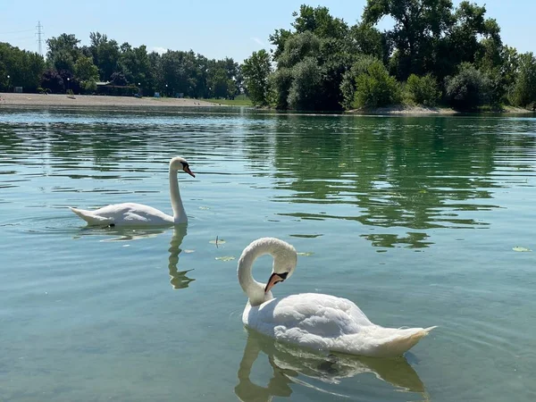 Mute Swan Cygnus Olor Gmelin Der Hoeckerschwan Cygne Tubercule Jarun — 图库照片