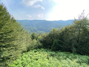 Kupa, Razloge - Hırvatistan 'ın Gorski kotar Bölgesi (Mijesana goranska suma u dolini izvora rijeke Kupe, Razloge - Gorski kotar, Hrvatska)