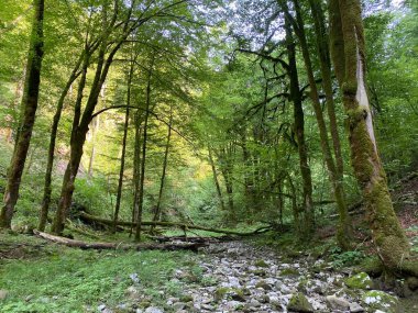 Kupa, Razloge - Gorski kotar Bölgesi (Suho korito sezonskog bujicnog potoka kod izvora rijeke Kupe, Razloge - Gorski kotar, Hrvatska)