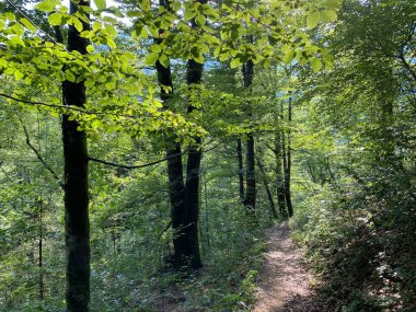 Razloge köyünden Gorski kotar bölgesindeki Kupa nehrinin karst kaynağına kadar olan işaretli orman yolu - Hırvatistan (Markirana sumska staza od sela Razloge prema kraskom izvoru rijeke Kupe u Gorskom kotaru - Hrvatska sumska staza od sela Razloge)