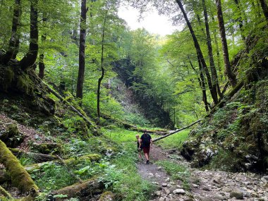 Razloge köyünden Gorski kotar bölgesindeki Kupa nehrinin karst kaynağına kadar olan işaretli orman yolu - Hırvatistan (Markirana sumska staza od sela Razloge prema kraskom izvoru rijeke Kupe u Gorskom kotaru - Hrvatska sumska staza od sela Razloge)