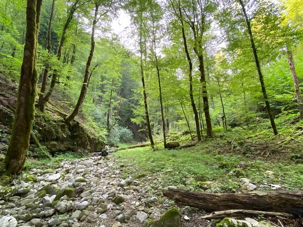 Dry Bed Seasonal Torrent Stream Source River Kupa Razloge Region — стоковое фото