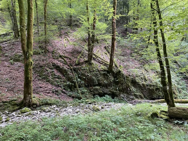 Suche Dno Potoku Potokowego Źródła Rzeki Kupy Razloge Region Gorski — Zdjęcie stockowe