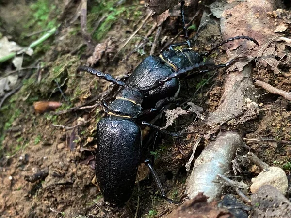 Weaver Beetle Lamia Textor Weaver Beetle Lamie Tisserand Risnjak National — 图库照片