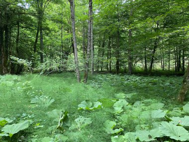 Kupica Vadisi 'ndeki karışık dağ ormanları, Donje Tihovo - Gorski Kotar İlçesi, Hırvatistan (Mjesovita goranska suma u dolini rijeke Kupice, Donje Tihovo - Gorski kotar, Hrvatska)