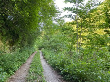 Kupica nehri boyunca uzanan işaretli orman yolu, Donje Tihovo - Gorski Kotar İlçesi, Hırvatistan (Markirana sumska staza uz rijeku Kupicu do njenog izvora, Donje Tihovo - Gorski kotar, Hrvatska)