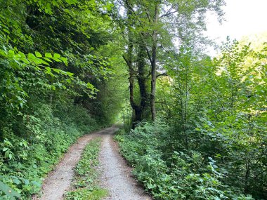 Kupica nehri boyunca uzanan işaretli orman yolu, Donje Tihovo - Gorski Kotar İlçesi, Hırvatistan (Markirana sumska staza uz rijeku Kupicu do njenog izvora, Donje Tihovo - Gorski kotar, Hrvatska)