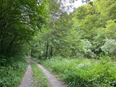 Kupica nehri boyunca uzanan işaretli orman yolu, Donje Tihovo - Gorski Kotar İlçesi, Hırvatistan (Markirana sumska staza uz rijeku Kupicu do njenog izvora, Donje Tihovo - Gorski kotar, Hrvatska)