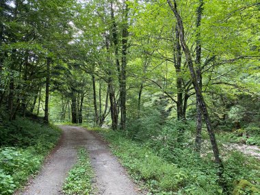 Kupica nehri boyunca uzanan işaretli orman yolu, Donje Tihovo - Gorski Kotar İlçesi, Hırvatistan (Markirana sumska staza uz rijeku Kupicu do njenog izvora, Donje Tihovo - Gorski kotar, Hrvatska)
