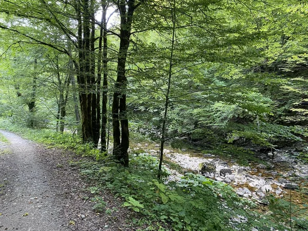 Markierter Waldweg Entlang Des Flusses Kupica Bis Zur Quelle Donje — Stockfoto