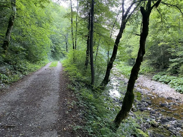 Gemarkeerd Bospad Langs Rivier Kupica Naar Bron Donje Tihovo Gorski — Stockfoto