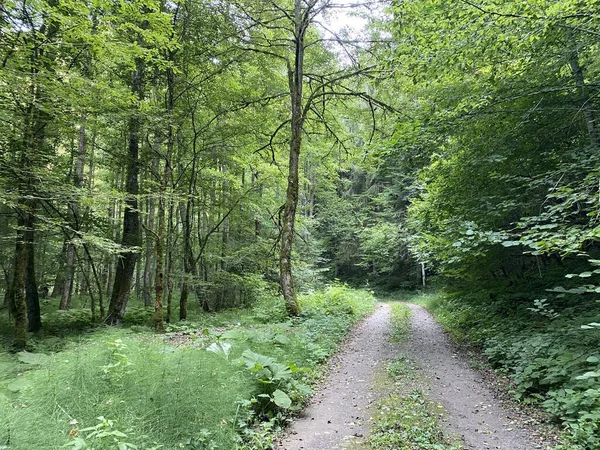 Marked Forest Path River Kupica Its Source Donje Tihovo Gorski — стокове фото