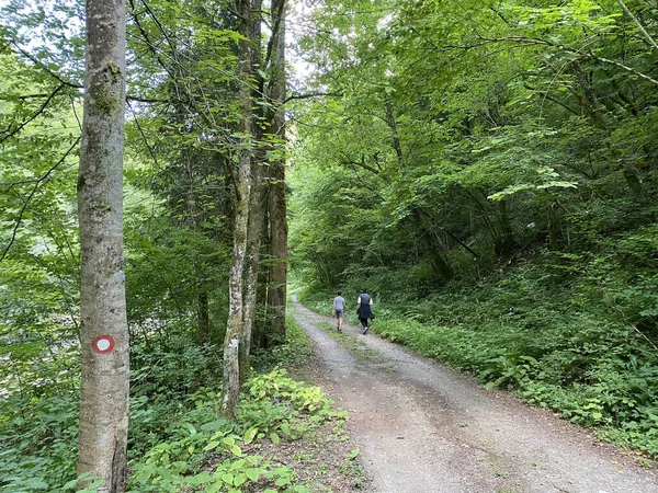 Kaynağına göre Kupica nehri boyunca yürüyüş izleri bırakan Donje Tihovo - Hırvatistan (Planinarske markacije na stazi uz rijeku Kupicu prema njenom izvoru, Donje Tihovo - Gorski kotar, Hrvatska)