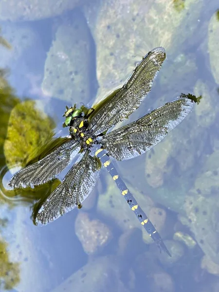 Sombre Goldenring Cordulegaster Bidentata Two Toothed Goldenring Gestreifte Quelljungfer Cordulegastre — 图库照片