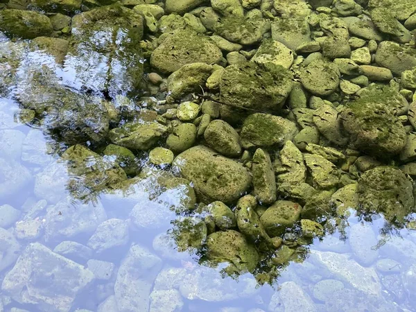 Frog Larvae Tadpole Frogs Water River Kupica Donje Tihovo Gorski — Fotografia de Stock