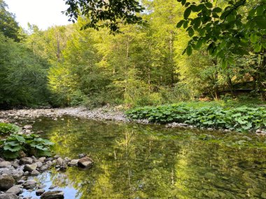 Kupica Nehri 'nin akışı, Karst Dağı pınarının tam altında (Tok rijeke Kupice neposredno pod goranskim krskim vrelom, Mala Lesnica - Gorski kotar, Hrvatska)