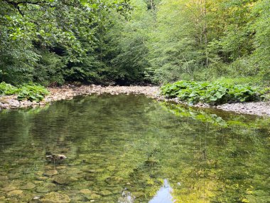 Kupica Nehri 'nin akışı, Karst Dağı pınarının tam altında (Tok rijeke Kupice neposredno pod goranskim krskim vrelom, Mala Lesnica - Gorski kotar, Hrvatska)