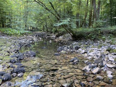 Kupica Nehri 'nin akışı, Karst Dağı pınarının tam altında (Tok rijeke Kupice neposredno pod goranskim krskim vrelom, Mala Lesnica - Gorski kotar, Hrvatska)