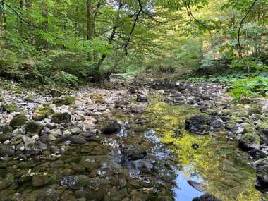Kupica Nehri 'nin akışı, Karst Dağı pınarının tam altında (Tok rijeke Kupice neposredno pod goranskim krskim vrelom, Mala Lesnica - Gorski kotar, Hrvatska)