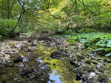 Kupica Nehri 'nin akışı, Karst Dağı pınarının tam altında (Tok rijeke Kupice neposredno pod goranskim krskim vrelom, Mala Lesnica - Gorski kotar, Hrvatska)