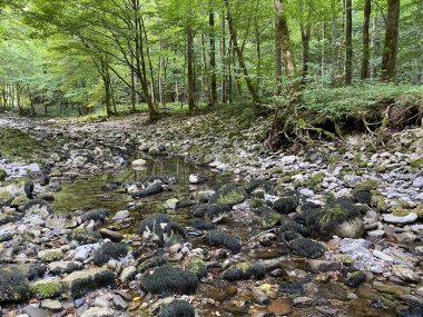 Kupica Nehri 'nin akışı, Karst Dağı pınarının tam altında (Tok rijeke Kupice neposredno pod goranskim krskim vrelom, Mala Lesnica - Gorski kotar, Hrvatska)