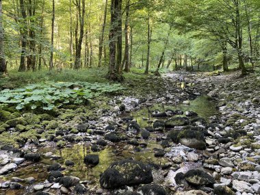 Kupica Nehri 'nin akışı, Karst Dağı pınarının tam altında (Tok rijeke Kupice neposredno pod goranskim krskim vrelom, Mala Lesnica - Gorski kotar, Hrvatska)