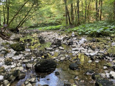 Kupica Nehri 'nin akışı, Karst Dağı pınarının tam altında (Tok rijeke Kupice neposredno pod goranskim krskim vrelom, Mala Lesnica - Gorski kotar, Hrvatska)
