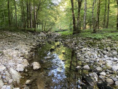 Kupica Nehri 'nin akışı, Karst Dağı pınarının tam altında (Tok rijeke Kupice neposredno pod goranskim krskim vrelom, Mala Lesnica - Gorski kotar, Hrvatska)