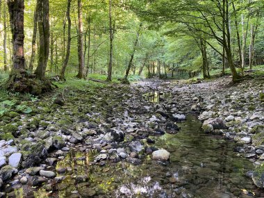Kupica Nehri 'nin akışı, Karst Dağı pınarının tam altında (Tok rijeke Kupice neposredno pod goranskim krskim vrelom, Mala Lesnica - Gorski kotar, Hrvatska)