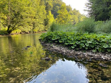 Kupica Nehri 'nin akışı, Karst Dağı pınarının tam altında (Tok rijeke Kupice neposredno pod goranskim krskim vrelom, Mala Lesnica - Gorski kotar, Hrvatska)