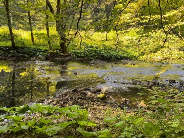 Kupica Nehri 'nin akışı, Karst Dağı pınarının tam altında (Tok rijeke Kupice neposredno pod goranskim krskim vrelom, Mala Lesnica - Gorski kotar, Hrvatska)