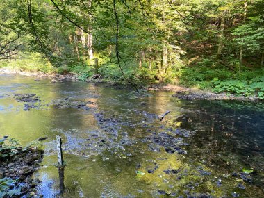 Kupica Nehri 'nin akışı, Karst Dağı pınarının tam altında (Tok rijeke Kupice neposredno pod goranskim krskim vrelom, Mala Lesnica - Gorski kotar, Hrvatska)
