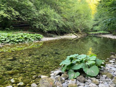 Kupica Nehri 'nin akışı, Karst Dağı pınarının tam altında (Tok rijeke Kupice neposredno pod goranskim krskim vrelom, Mala Lesnica - Gorski kotar, Hrvatska)