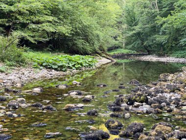 Kupica Nehri 'nin akışı, Karst Dağı pınarının tam altında (Tok rijeke Kupice neposredno pod goranskim krskim vrelom, Mala Lesnica - Gorski kotar, Hrvatska)