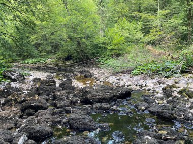 Kupica Nehri 'nin akışı, Karst Dağı pınarının tam altında (Tok rijeke Kupice neposredno pod goranskim krskim vrelom, Mala Lesnica - Gorski kotar, Hrvatska)