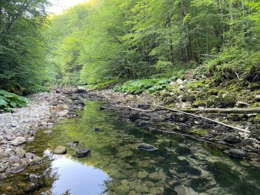 Kupica Nehri 'nin akışı, Karst Dağı pınarının tam altında (Tok rijeke Kupice neposredno pod goranskim krskim vrelom, Mala Lesnica - Gorski kotar, Hrvatska)