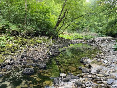 Kupica Nehri 'nin akışı, Karst Dağı pınarının tam altında (Tok rijeke Kupice neposredno pod goranskim krskim vrelom, Mala Lesnica - Gorski kotar, Hrvatska)